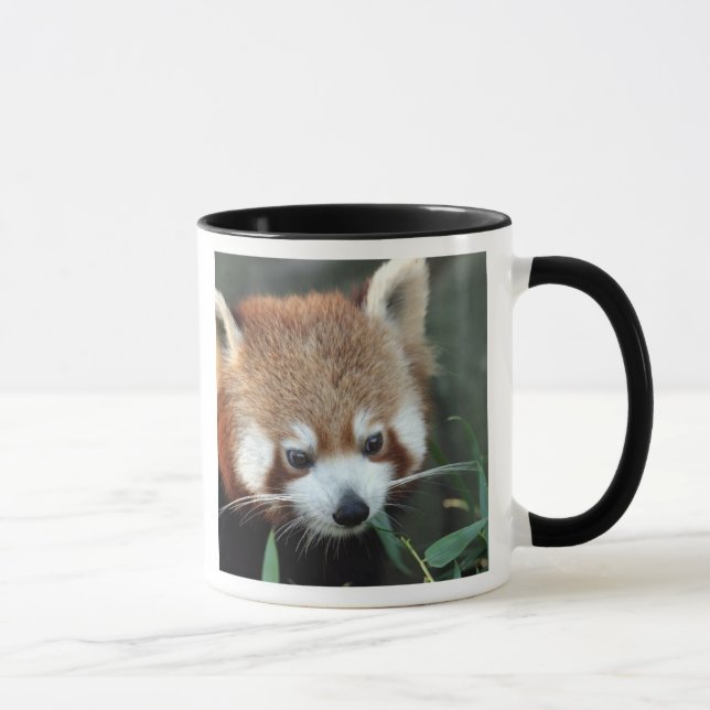 Red Panda, Taronga Zoo, Sydney, Australia Mug (Right)