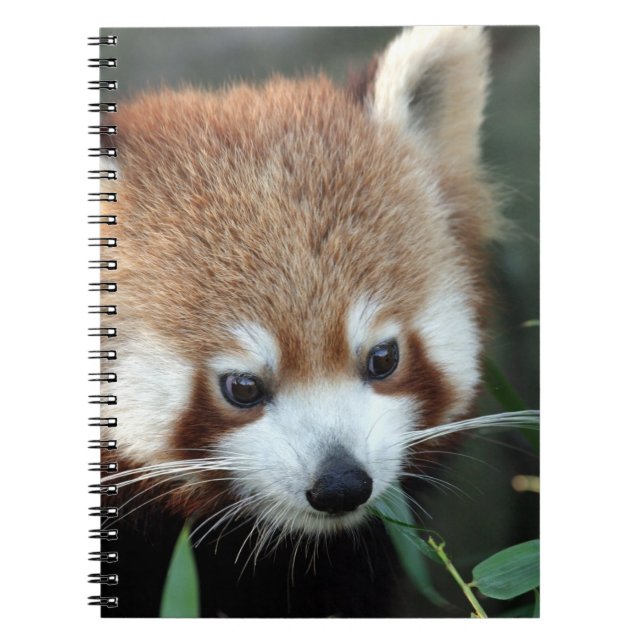 Red Panda, Taronga Zoo, Sydney, Australia Notebook (Front)
