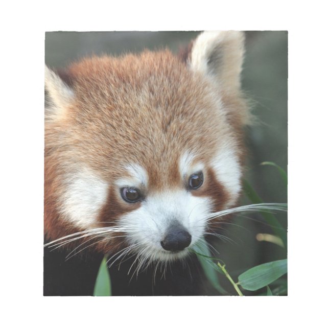 Red Panda, Taronga Zoo, Sydney, Australia Notepad (Front)