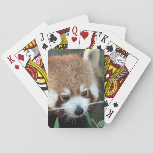 Red Panda, Taronga Zoo, Sydney, Australia Playing Cards