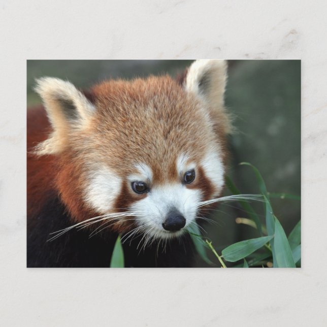 Red Panda, Taronga Zoo, Sydney, Australia Postcard (Front)