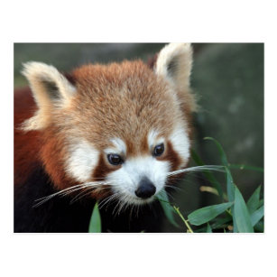 Red Panda, Taronga Zoo, Sydney, Australia Postcard