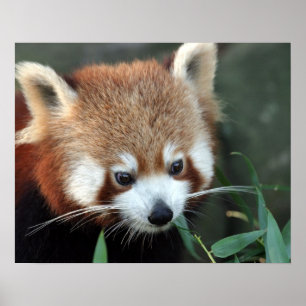 Red Panda, Taronga Zoo, Sydney, Australia Poster