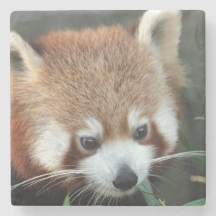Red Panda, Taronga Zoo, Sydney, Australia Stone Coaster