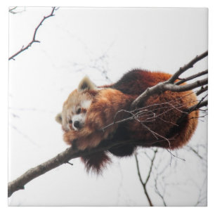 Red Panda Tile/Trivet Ceramic Tile