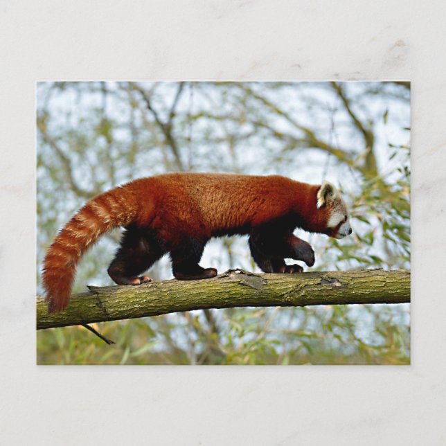 Red panda walking on branch postcard (Front)