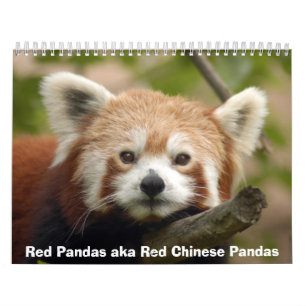 Red Pandas Calendar
