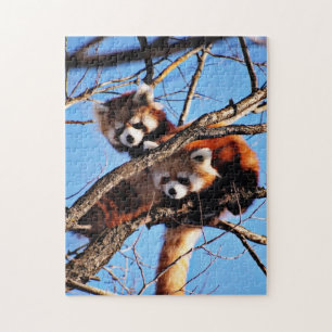 red pandas jigsaw puzzle