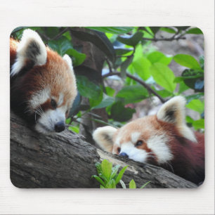 Red Pandas Mouse Pad
