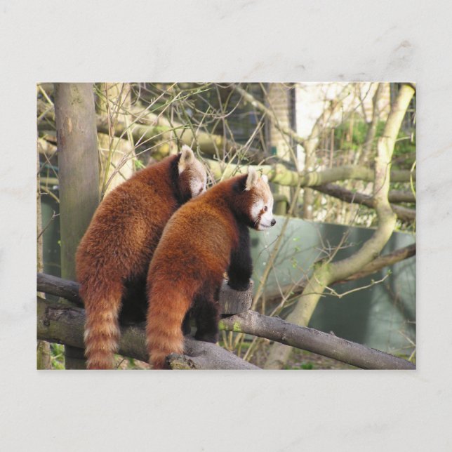 Red Pandas Postcard (Front)