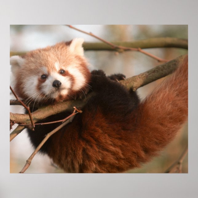 RED PANDAS POSTER (Front)
