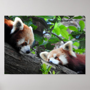 Red Pandas Poster