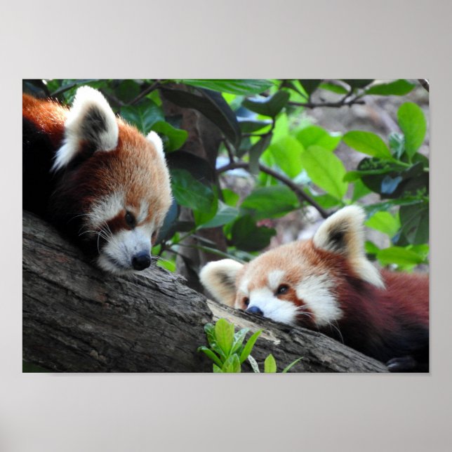 Red Pandas Poster (Front)