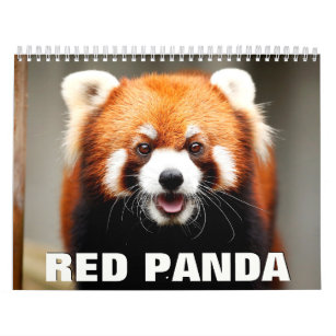 Red Pandas Wall Calendar