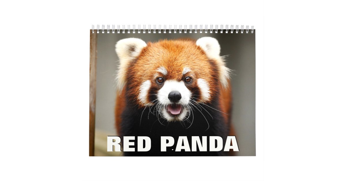Red Pandas Wall Calendar Zazzle com au