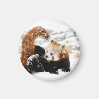 Red Pandayoung as a magnet