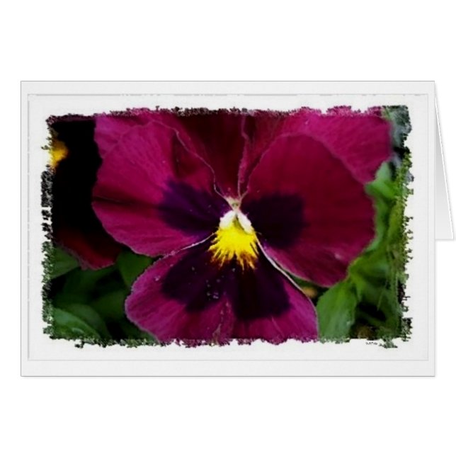 Red Pansie (Front Horizontal)