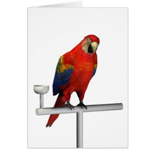 Red Parrot Scarlet Macaw