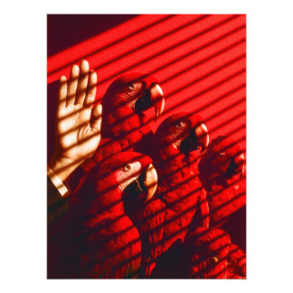 Red Parrots and a Hand Photo Print
