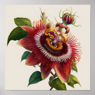 Red Passion Flower Art Print Poster