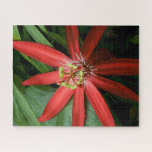 Red Passion Flower in Full Bloom Jigsaw Puzzle