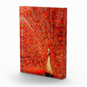Red Peacock Displaying His Red Feathers,  Photo Block