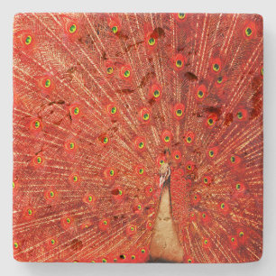 Red Peacock Displaying His Red Feathers, Stone Coaster