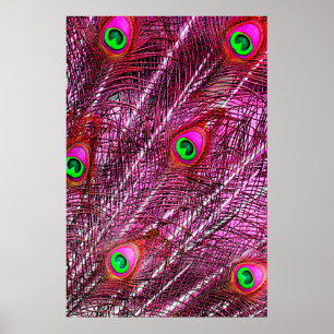 Red peacock feathers colour plumage poster