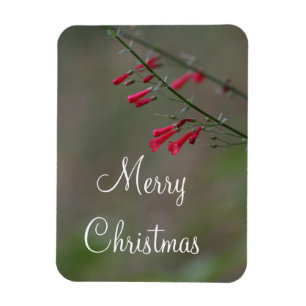 Red penstemon Merry Christmas Magnet