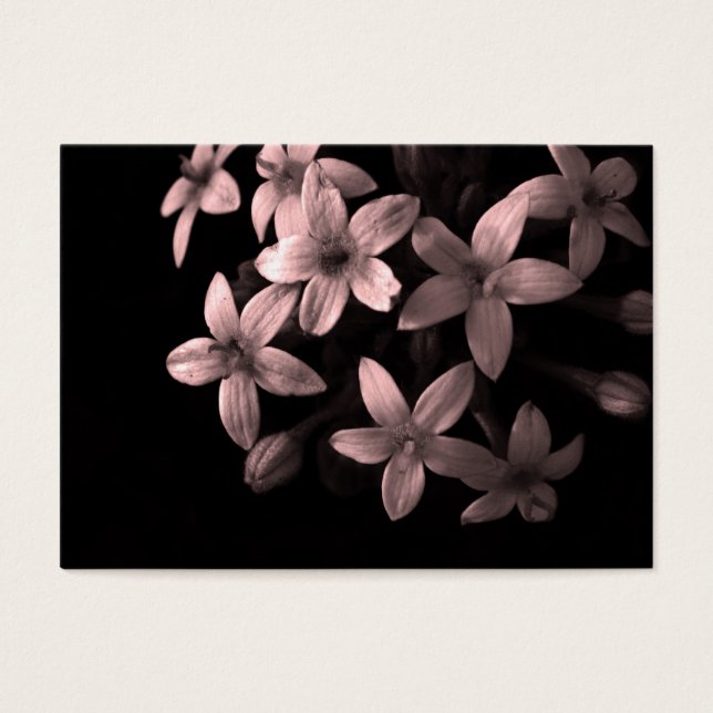 red pentas (Front)