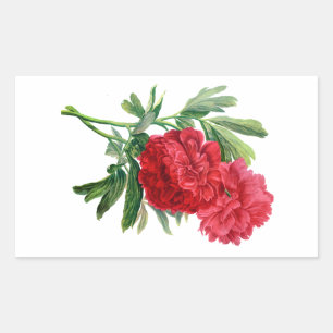 Red Peonies Drawn From Nature Rectangular Sticker