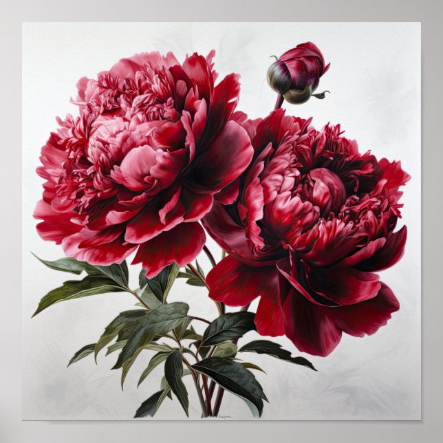 Red Peonies Flower Art Print Poster (Front)