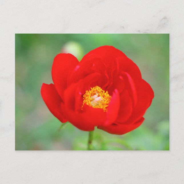 Red Peony Flower Postcard (Front)