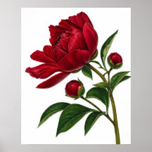 Red Peony Flower with Buds