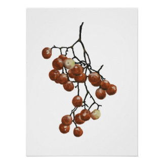 Red Peppercorns - Botanical Study 1 Poster