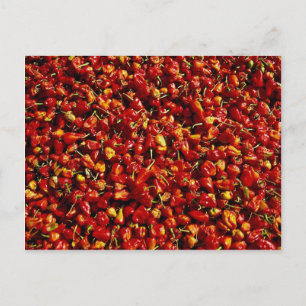 Red peppers, Myanmar Postcard