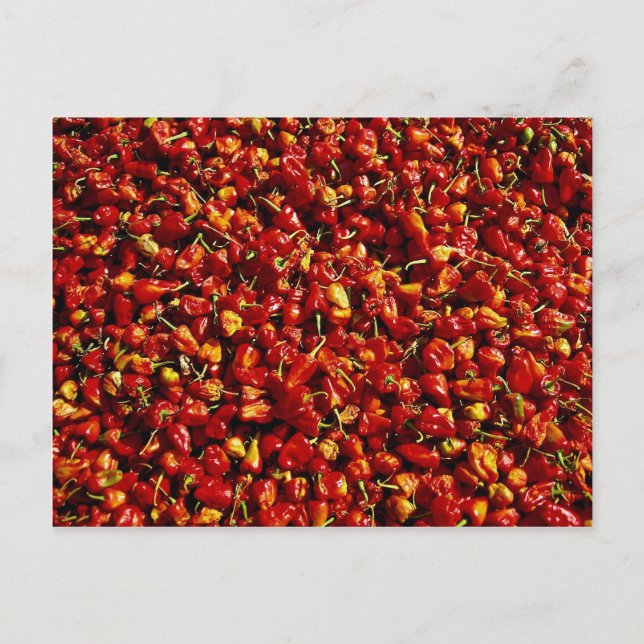 Red peppers, Myanmar Postcard (Front)