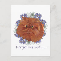 Red Persian Cat Forget Me Not