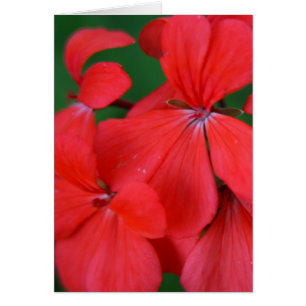 red petals