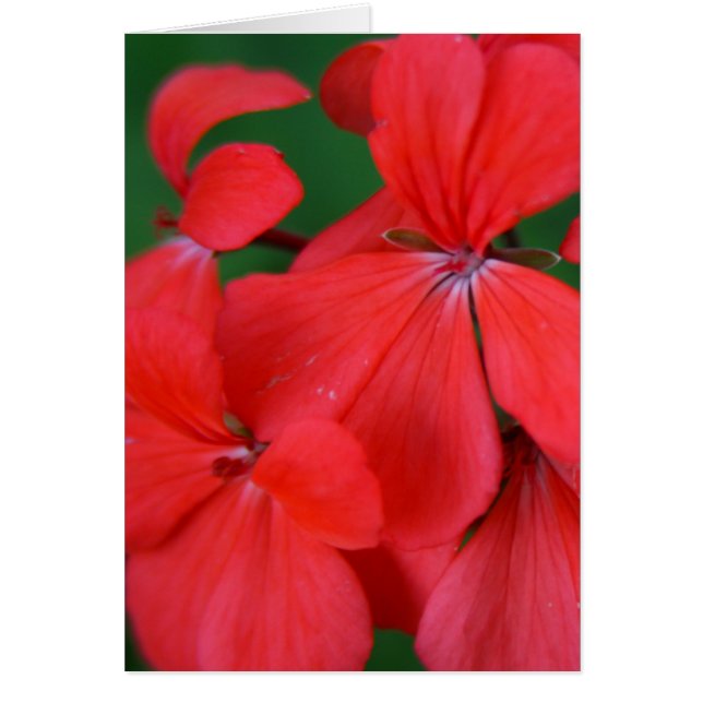 red petals (Front)