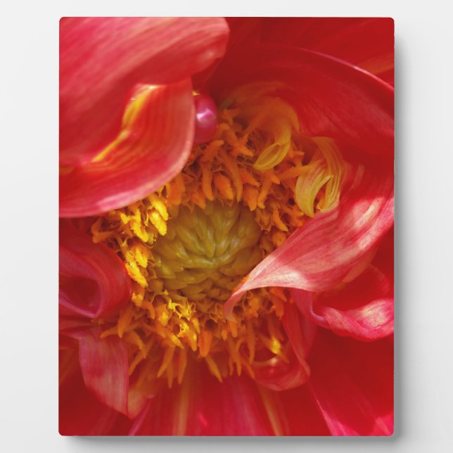 red petals plaque (Front)
