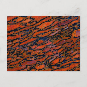 Red Petrified dinosaur bone Postcard