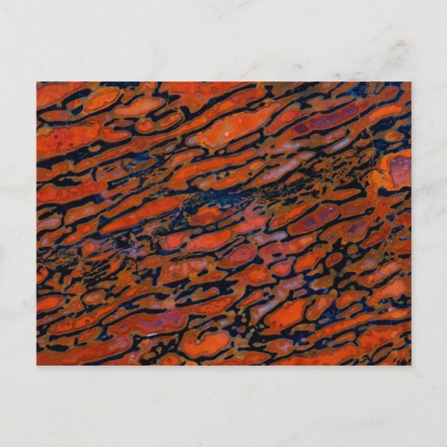 Red Petrified dinosaur bone Postcard (Front)