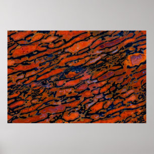 Red Petrified dinosaur bone Poster