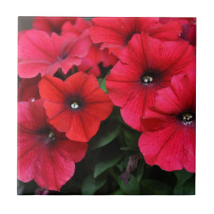 Red petunia flowers ceramic tile