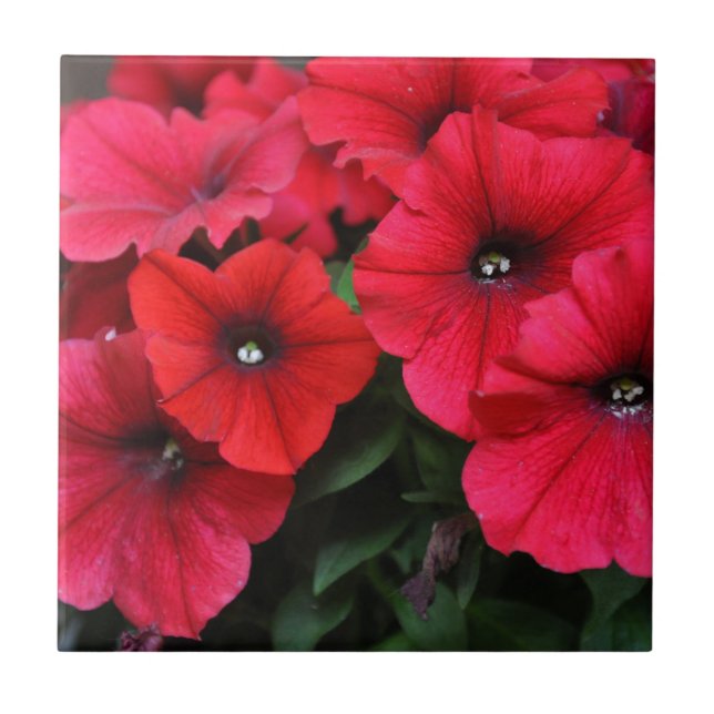 Red petunia flowers ceramic tile (Front)