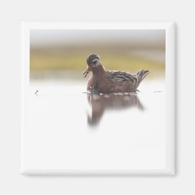 Red Phalarope 2x2 magnet (Front)