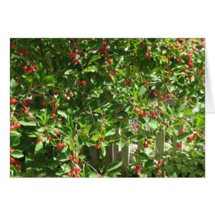 Red Pie Cherries