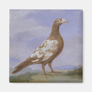 Red Pied Carrier Pigeon (oil on canvas) Magnet