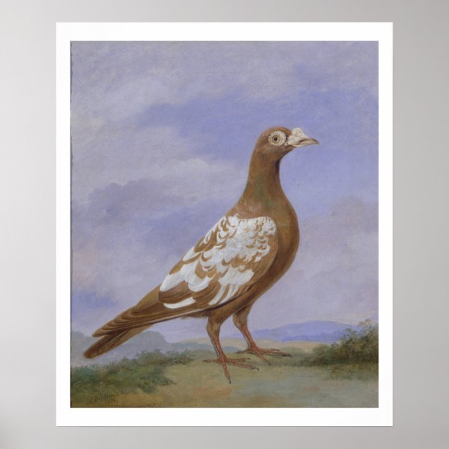 Red Pied Carrier Pigeon (oil on canvas) Poster (Front)